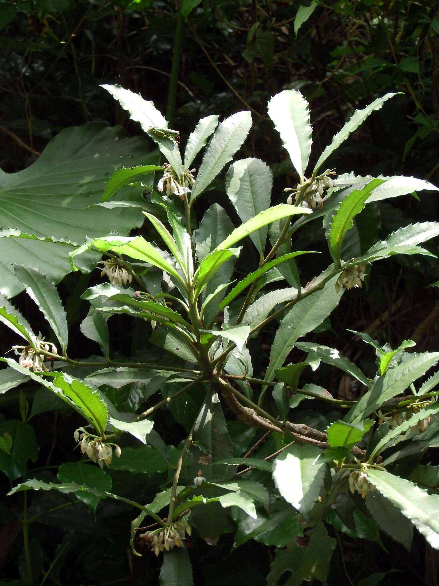 صورة Ardisia cornudentata Mez