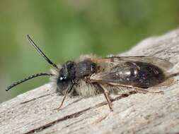 Image of Andrena praecox (Scopoli 1763)