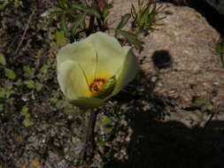 Image of desert rosemallow