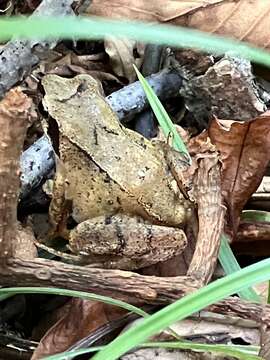 Image of Japanese Brown Frog