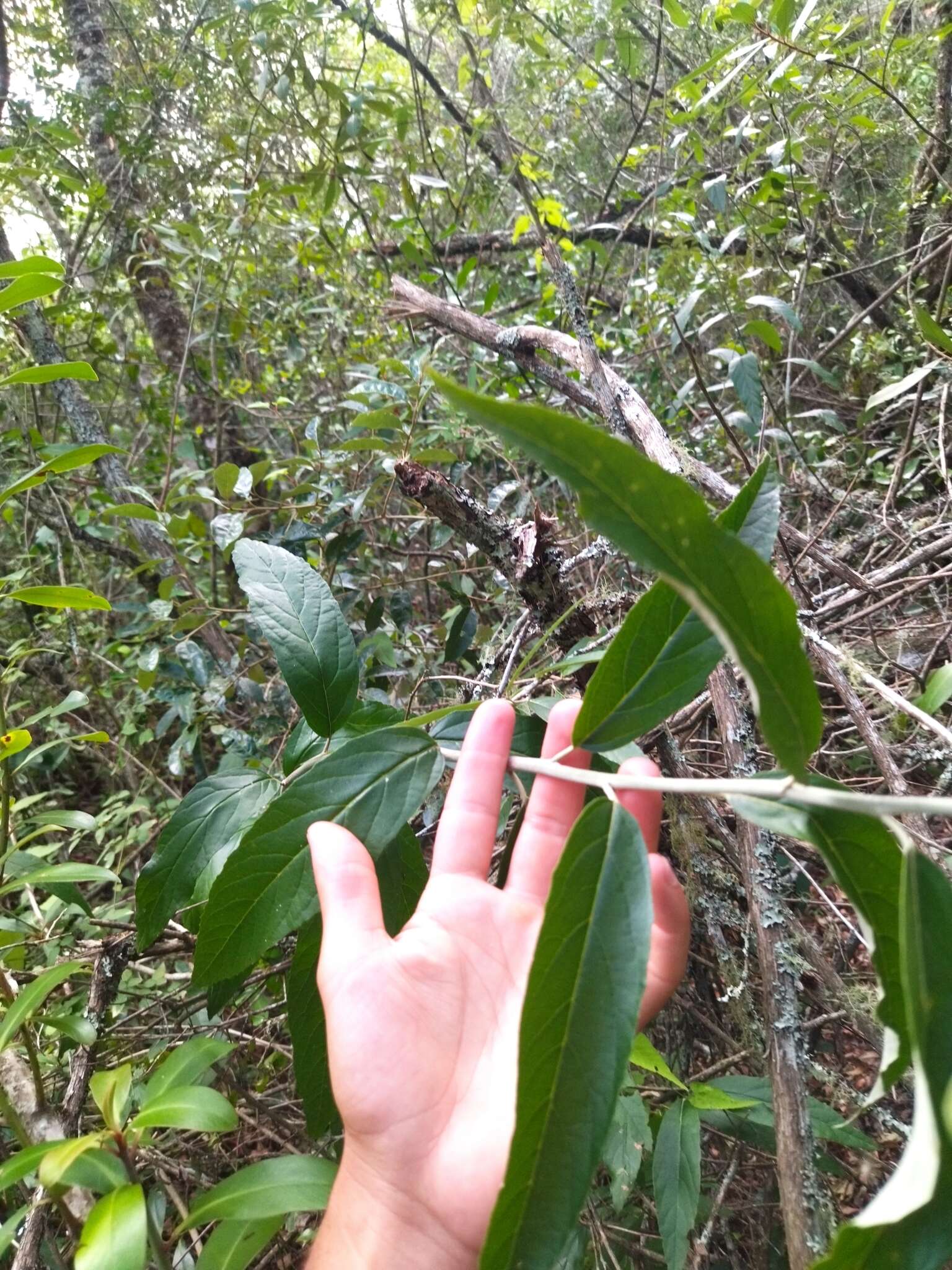 صورة Moquiniastrum polymorphum subsp. ceanothifolium (Less.) G. Sancho