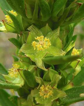 Image of Lawrencia spicata Hook.