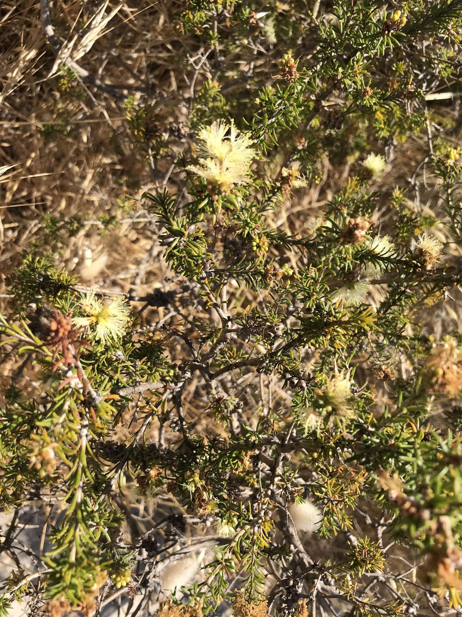 Image of Melaleuca systena L. A. Craven