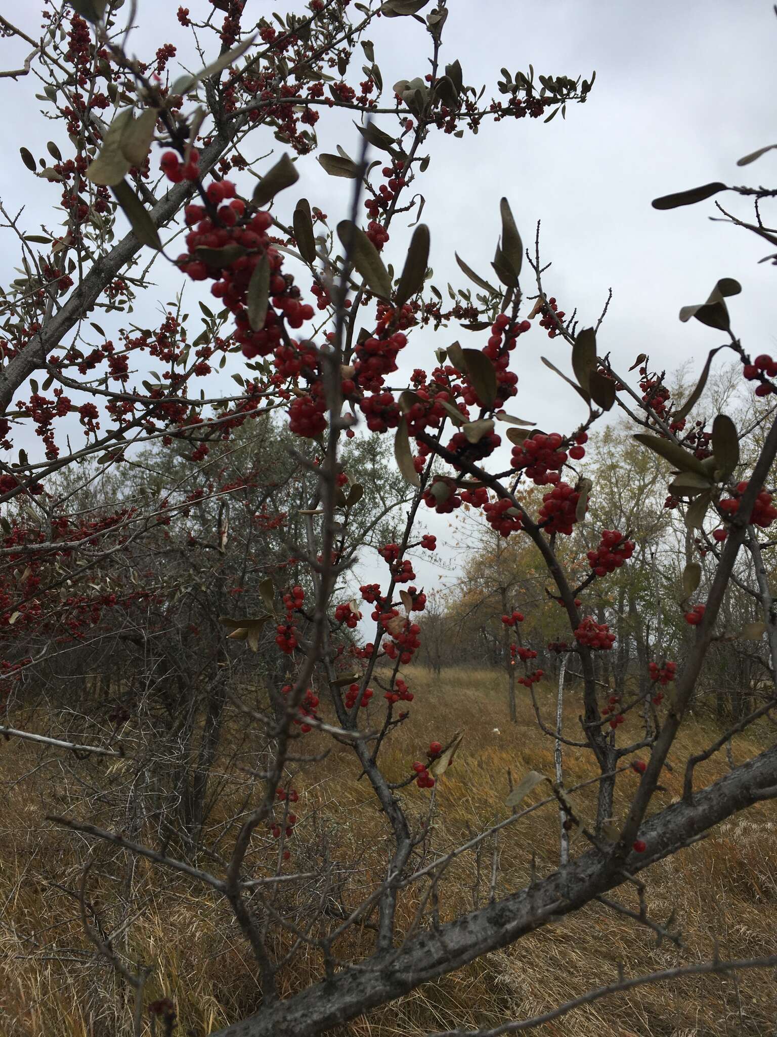 Image of silver buffaloberry