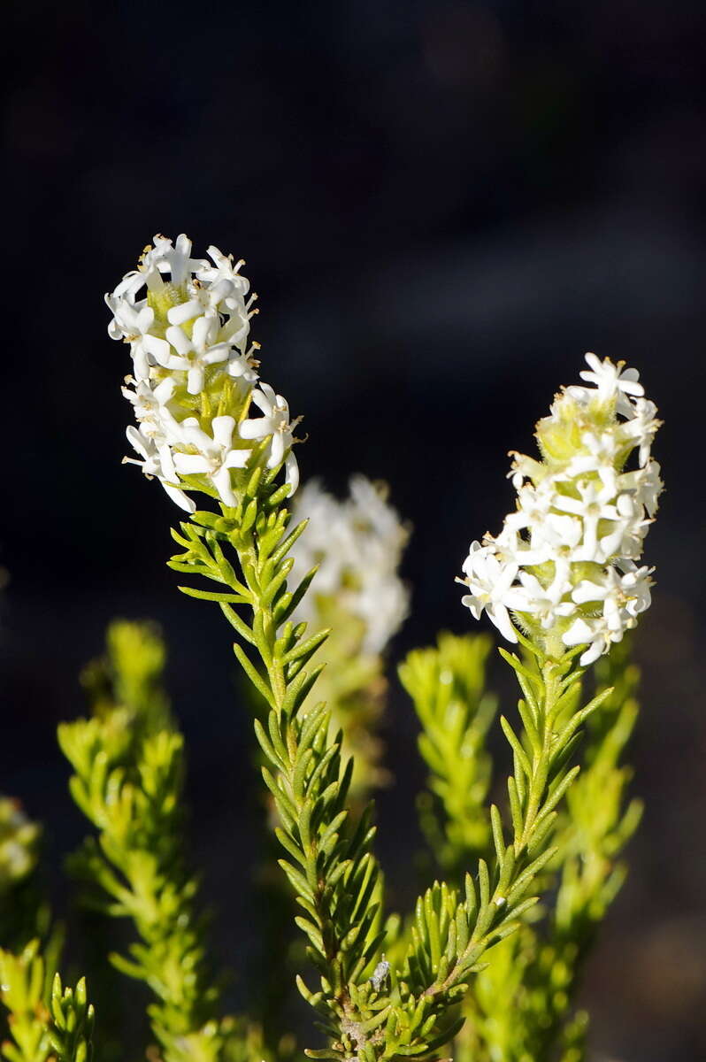 Selago glutinosa subsp. glutinosa resmi