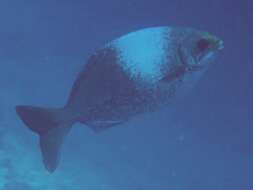 Image of Hawaiian chub