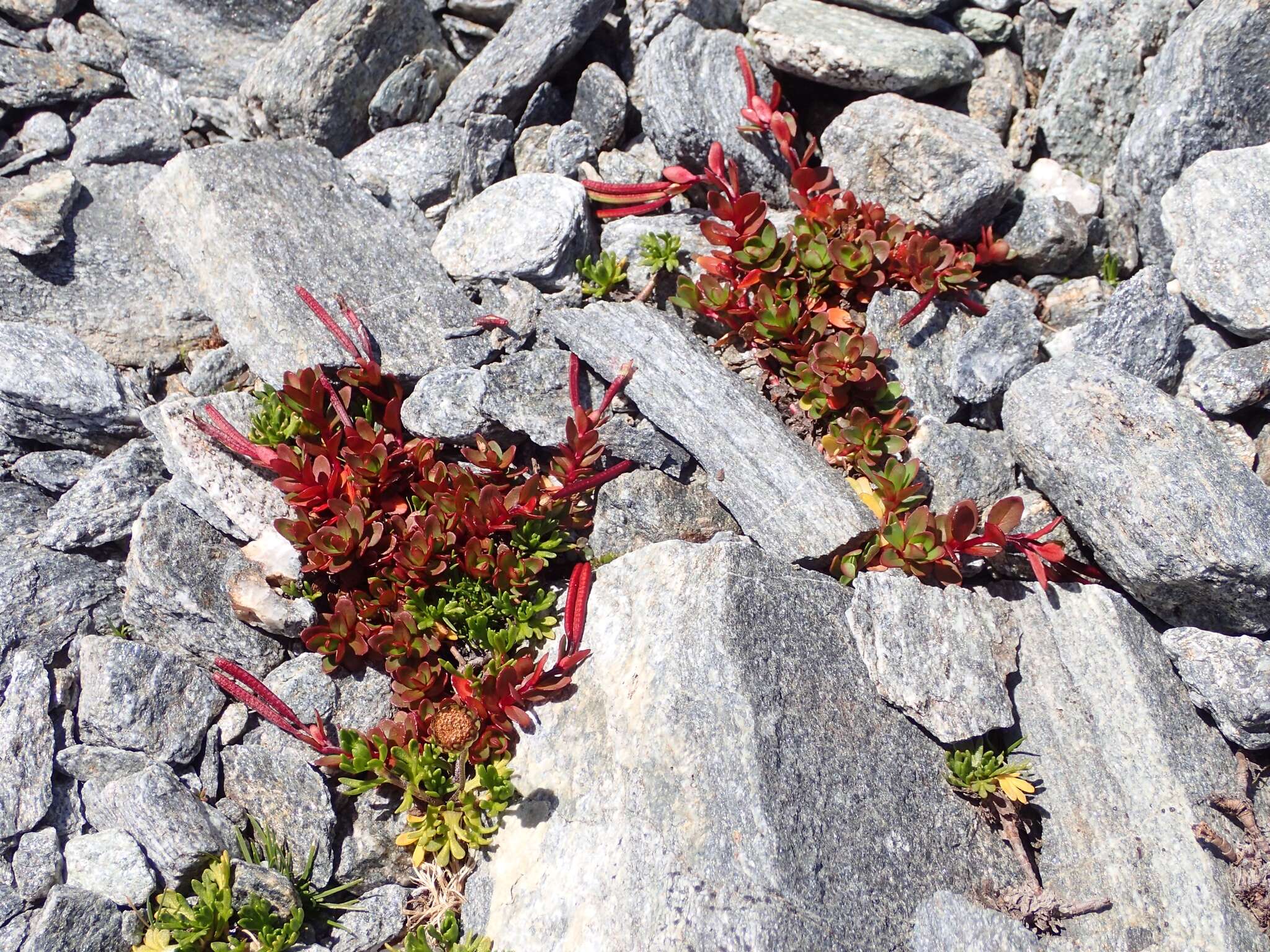 Image of Epilobium porphyrium G. Simpson