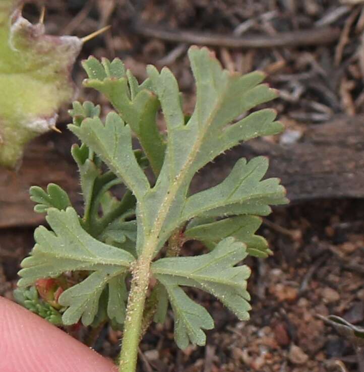 Image of Pelargonium multicaule subsp. multicaule