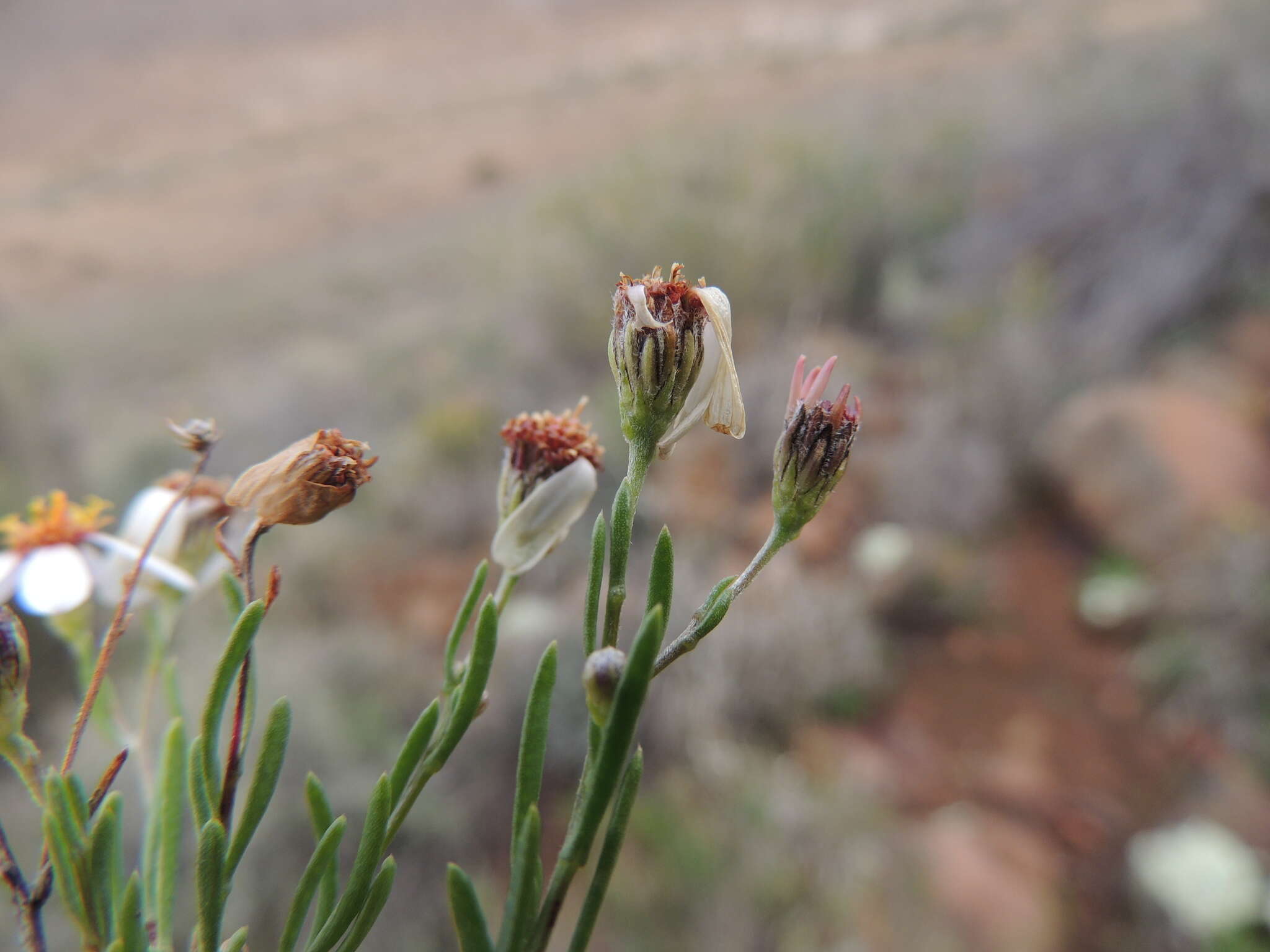 Image of Phymaspermum parvifolium (DC.) Benth. & Hook. fil.