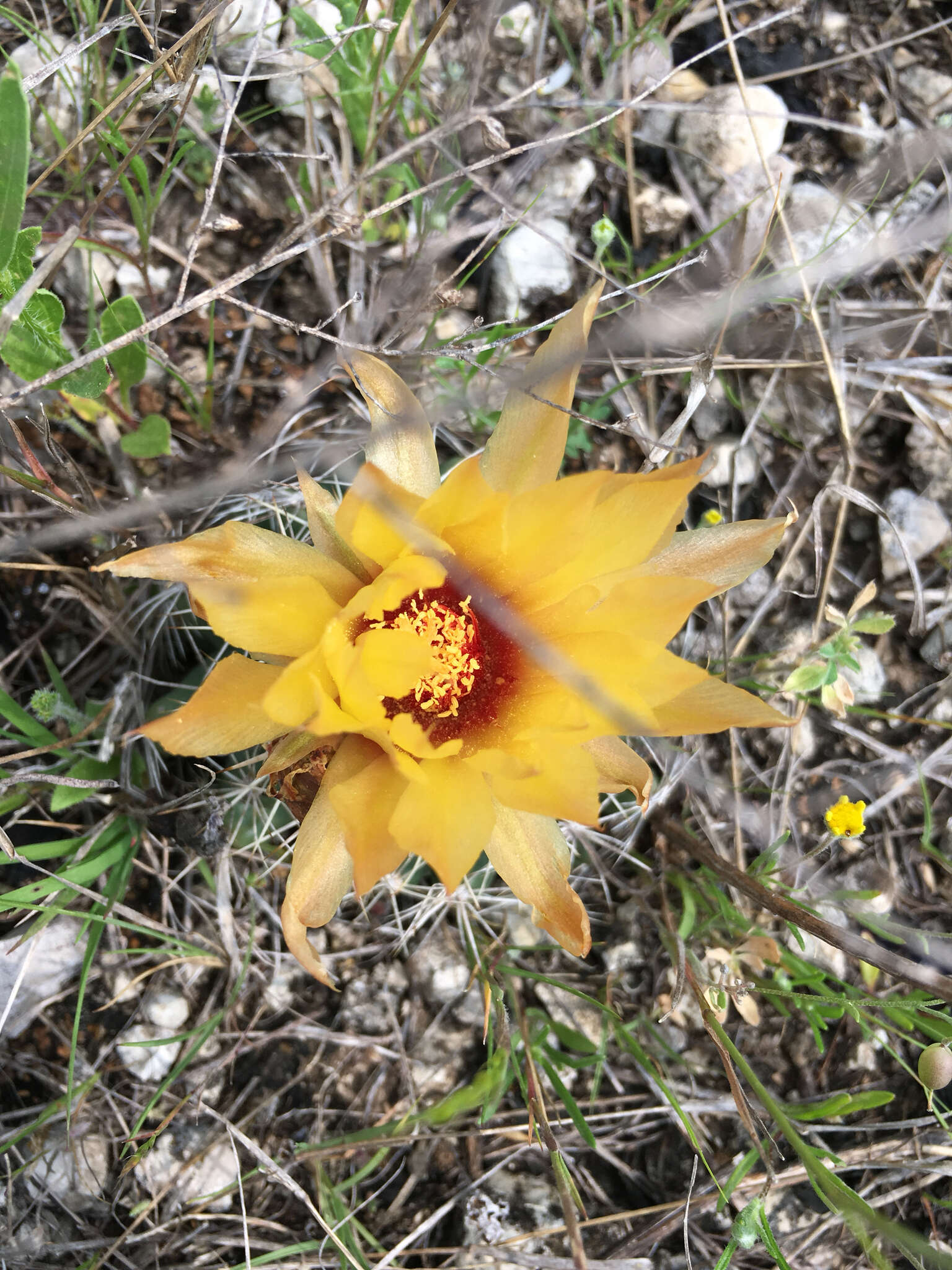 Image of pineapple cactus