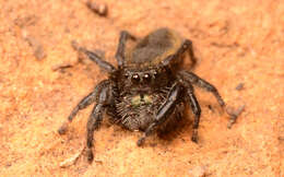 صورة Phidippus ardens Peckham & Peckham 1901