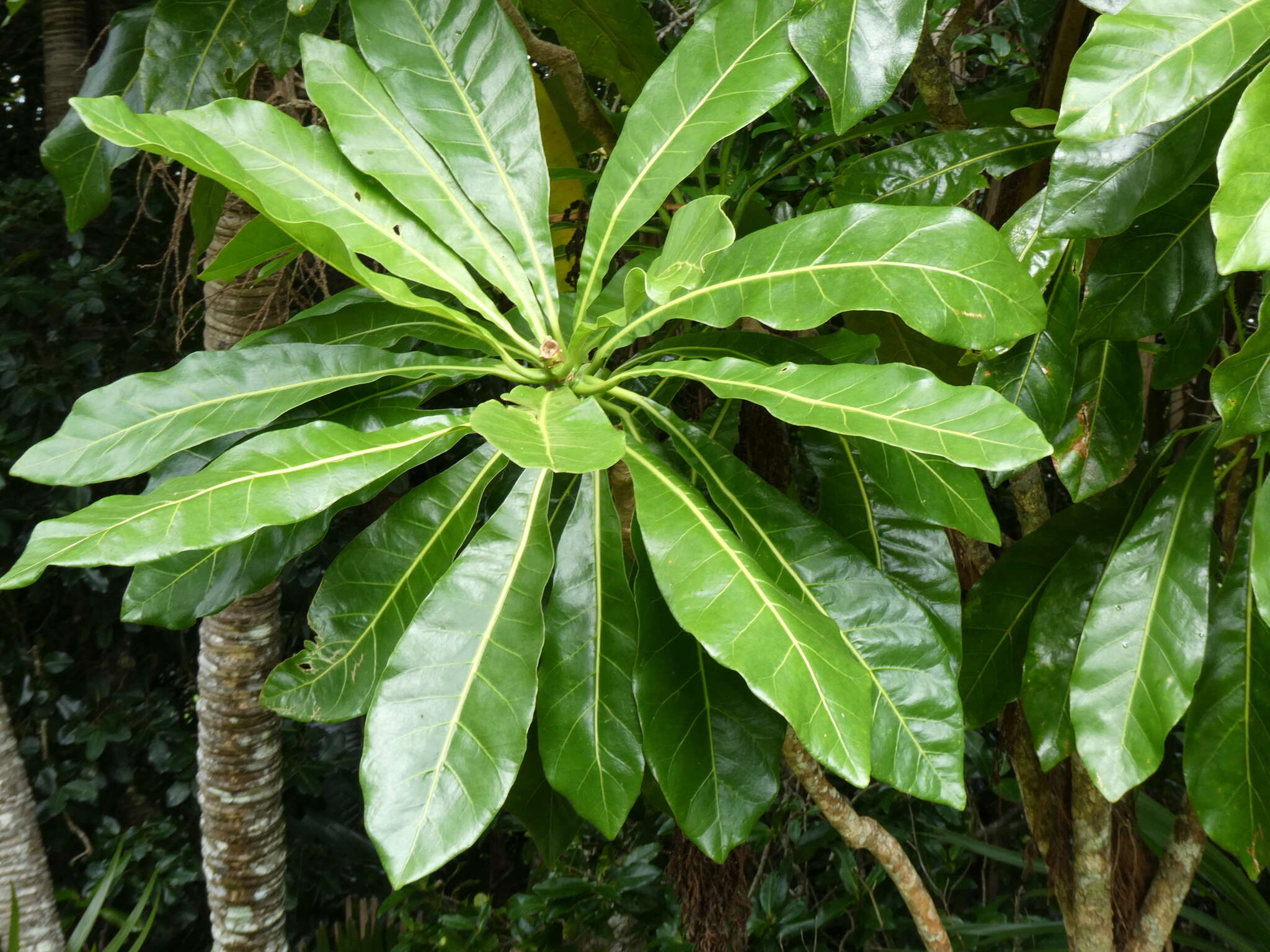 Meryta angustifolia (Endl.) Seem. resmi