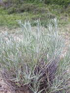 Image de Artemisia longifolia Nutt.