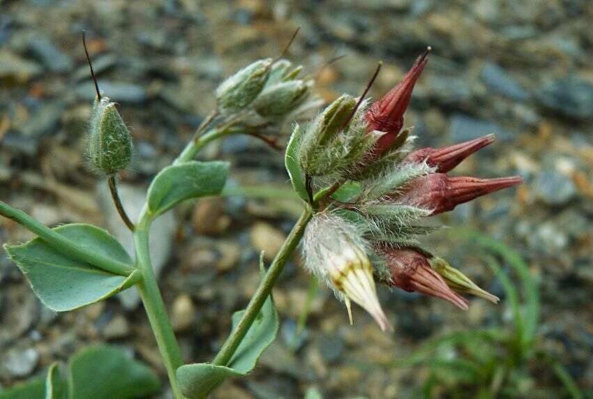 Image de Cynoglossum tetraspis (Pall.) W. Greuter & Burdet