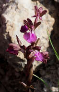 Image of Red Orchid