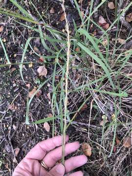 Image of Nealley's Viper Grass