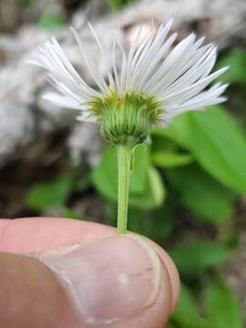 Image of sprucefir fleabane