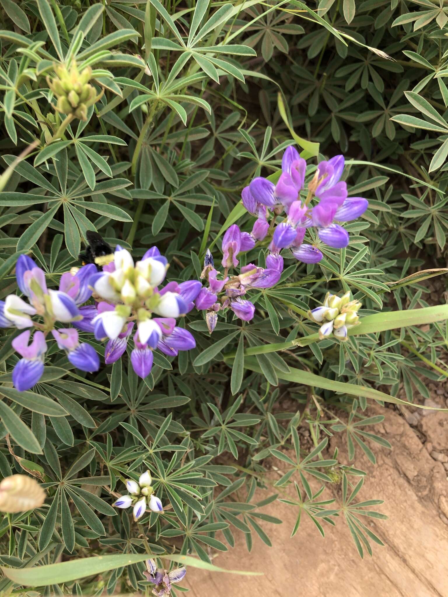 Image of Lindley's Varied Lupine