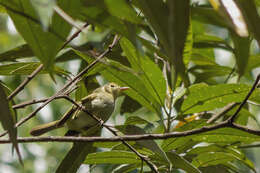 Imagem de Phylloscartes oustaleti (Sclater & PL 1887)