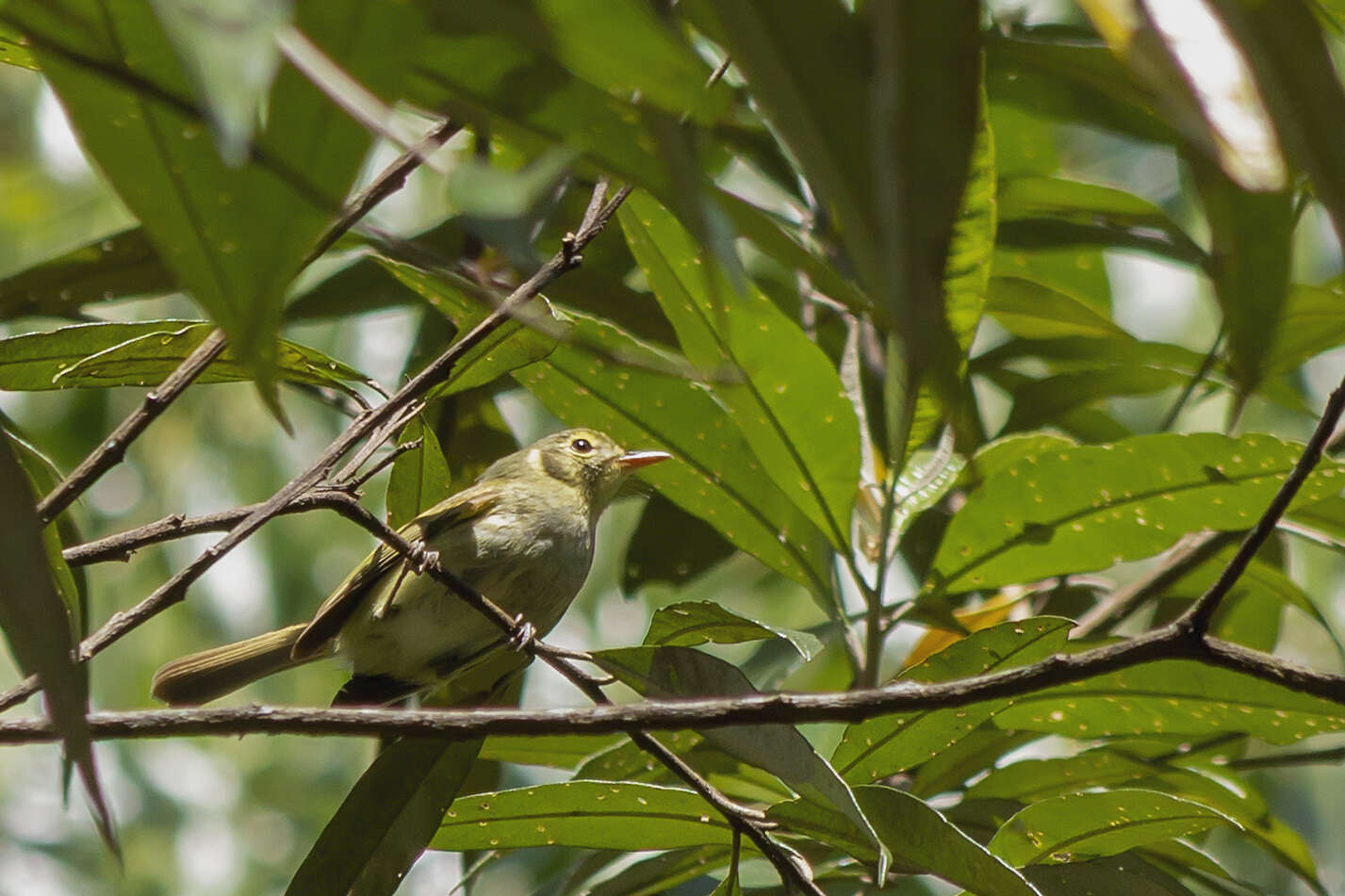 Phylloscartes oustaleti (Sclater & PL 1887)的圖片