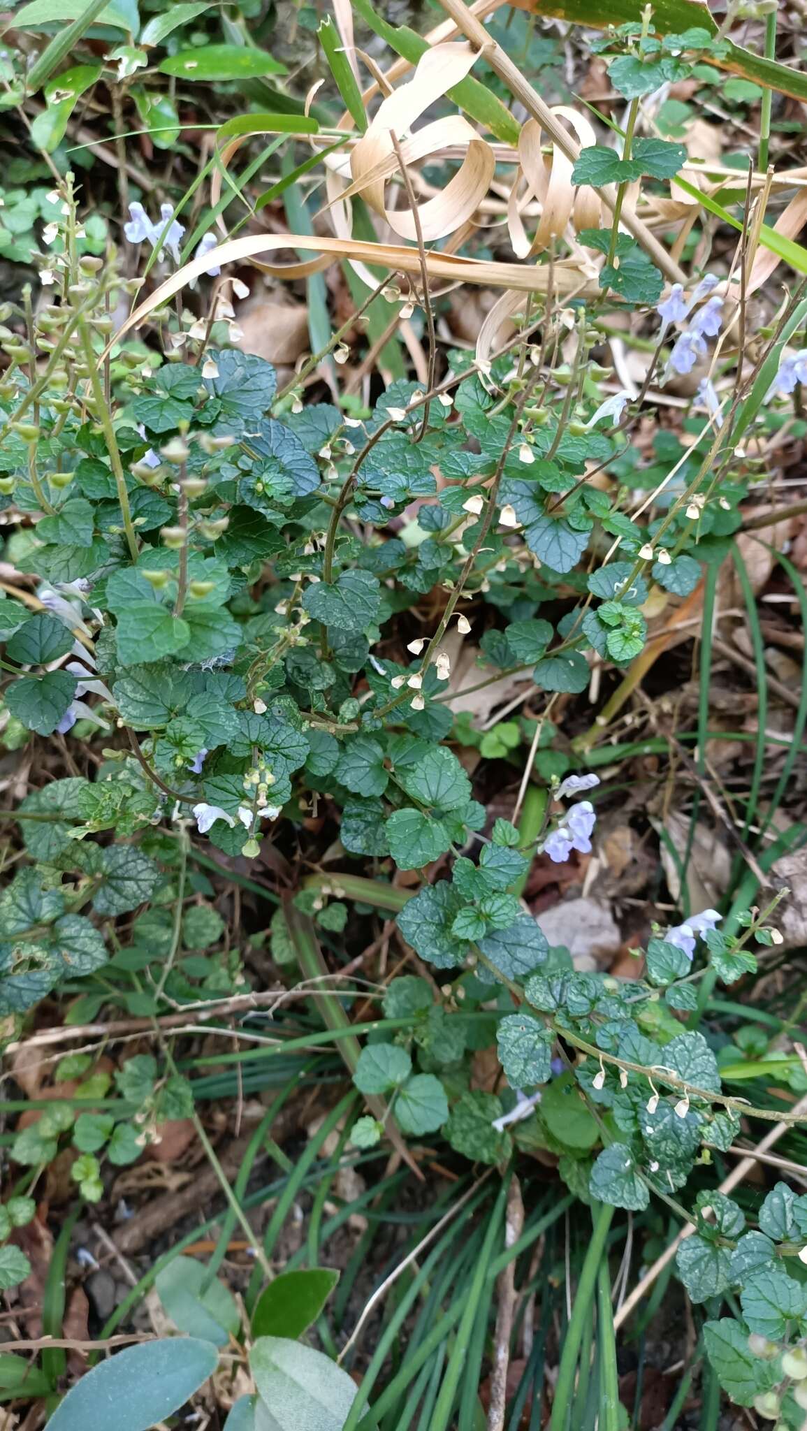 Image of <i>Scutellaria austrotaiwanensis</i>