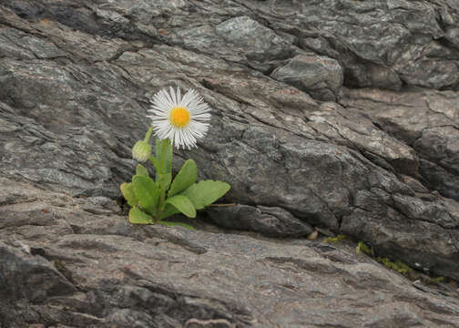 Erigeron philadelphicus var. provancheri (Vict. & Rouss.) B. Boivin的圖片