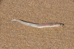 Image of African longfin eel