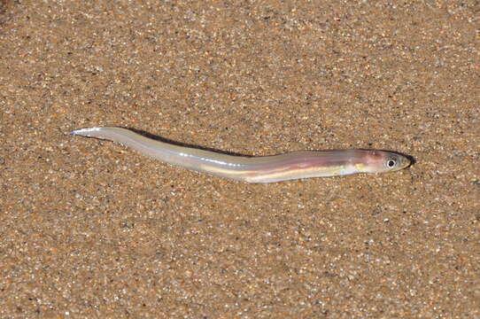 Image of African longfin eel