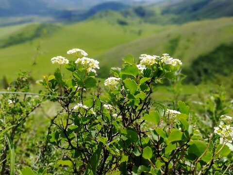 Image of Asian meadowsweet