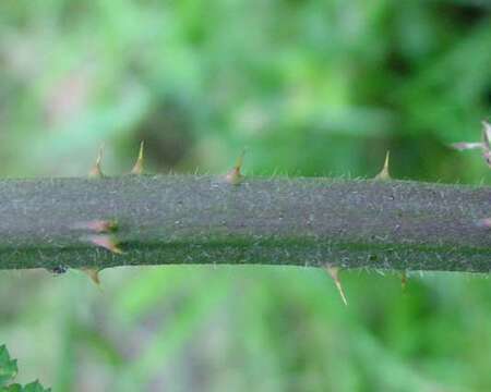 صورة Rubus macrophyllus Weihe & Nees