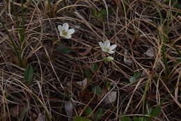 Claytonia tuberosa Pall. ex Willd. resmi