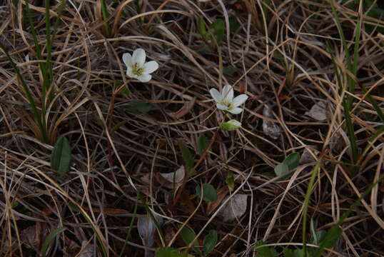 Image of Tuberous Springbeauty