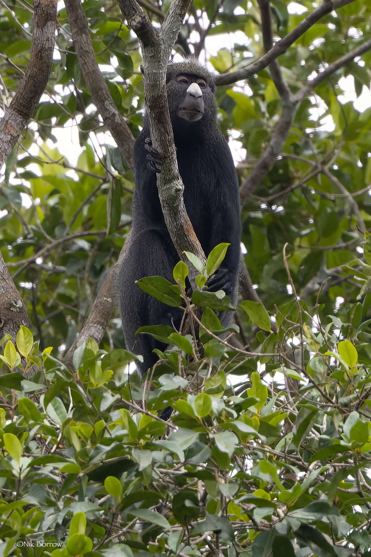 صورة Cercopithecus nictitans nictitans (Linnaeus 1766)