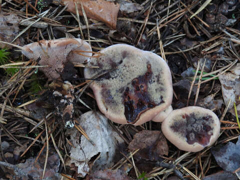 Image of Mealy tooth