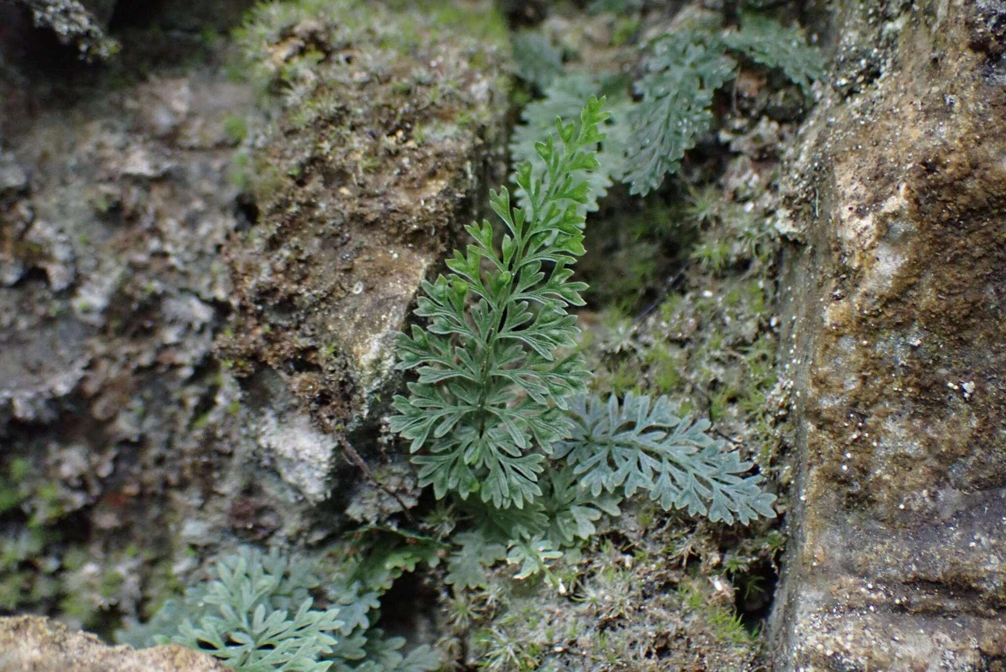 Image of Asplenium pulcherrimum (Bak.) Ching apud Blot