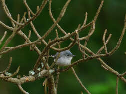 Image of Polioptila caerulea caerulea (Linnaeus 1766)