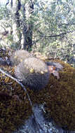 Image of Mammillaria densispina (J. M. Coult.) Orcutt