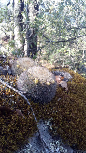 Mammillaria densispina (J. M. Coult.) Orcutt的圖片