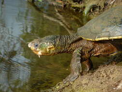 Image of White Throated Snapping Turtle