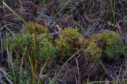 Imagem de Isopogon ceratophyllus R. Br.