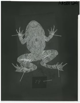 Image of <i>Cycloramphus rhyakonastes</i> Heyer 1983