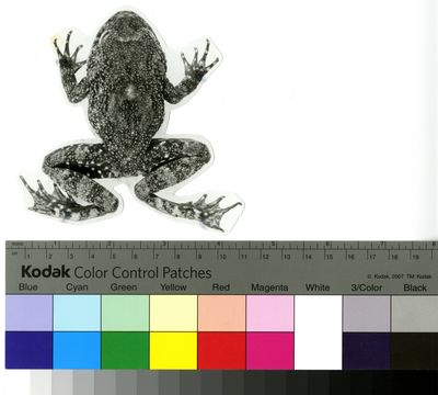 Image of <i>Cycloramphus rhyakonastes</i> Heyer 1983