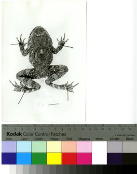 Image of <i>Cycloramphus rhyakonastes</i> Heyer 1983