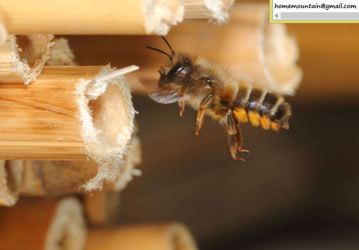 Image of Osmia excavata Alfken 1903