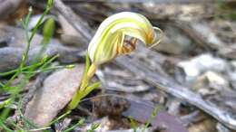 Image of Pterostylis erythroconcha M. A. Clem. & D. L. Jones