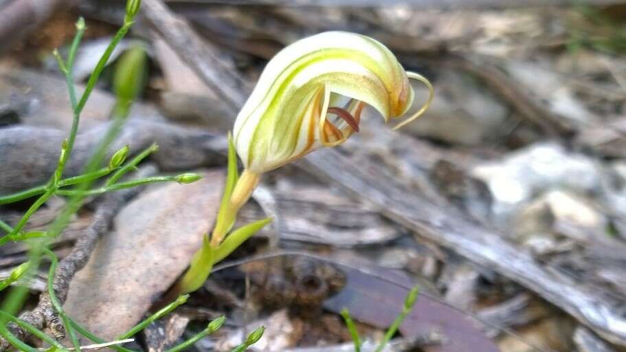 Image of Pterostylis erythroconcha M. A. Clem. & D. L. Jones