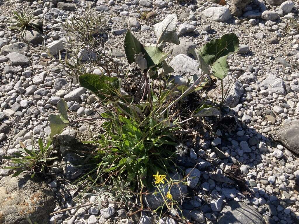 Chondrilla chondrilloides (Ard.) Karsten resmi