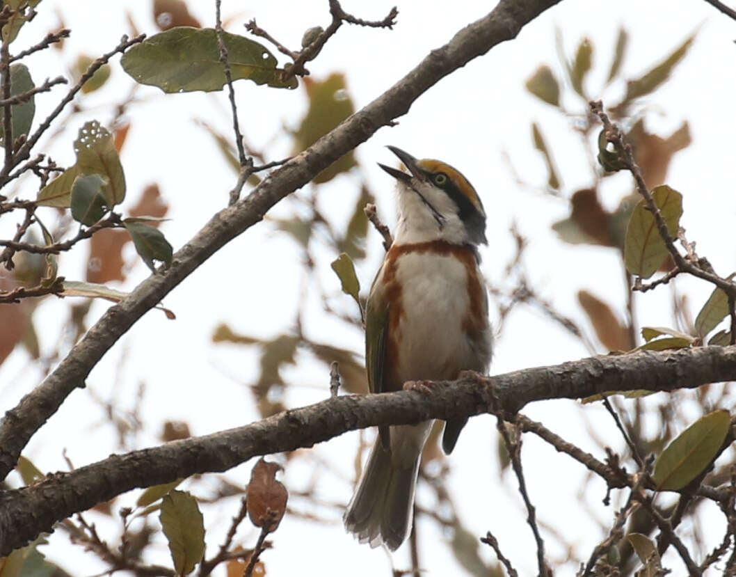 Image of Chestnut-sided Shrike-Vireo