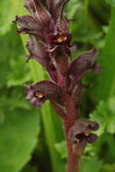 Imagem de Orobanche gamosepala Reuter