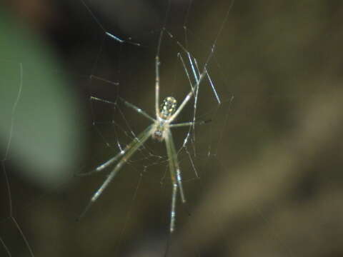 Image of Leucauge argyra (Walckenaer 1841)